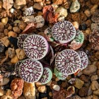 ウィッテベルゲンセ,多肉植物,コノフィツム属,珍奇植物,ビザールプランツの画像