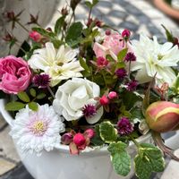 ピーチ姫,斑入りワイヤープランツ,斑入りワイヤープランツ,グリーンアイス,グリーンアイスの画像