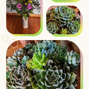 七福神,多肉植物,多肉寄せ植え,可愛い,もりもり多肉の画像