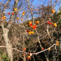 ツルウメモドキの画像