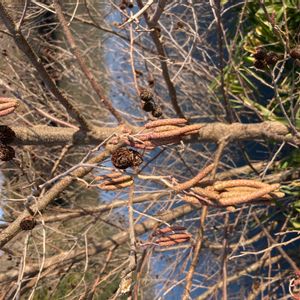 ハンノキの画像