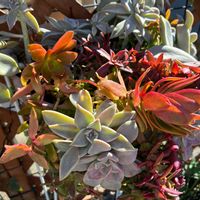 朧月,パープルディライト,きれい,花のある暮らし,ひまつり紅葉の画像