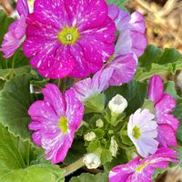 プリムラ,プリムラオブコニカ,今日のお花,窓辺の画像