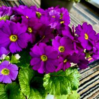 プリムラ,プリムラ ポリアンサ,プリムラ　ジュリアン,プリムラオブコニカ,花のある暮らしの画像