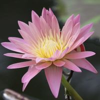 睡蓮,熱帯スイレン,散歩,温室,都立神代植物公園の画像