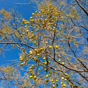 センダン,栴檀,雑草,山野草,野草の画像