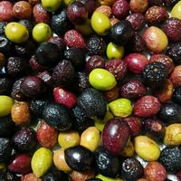 オリーブ,オリーブの実の画像