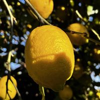 レモン,果樹,柑橘の画像