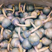 クワイ,収穫,道の駅,農業の裏技の画像