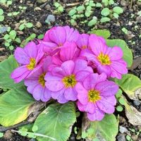 プリムラ,スイートアリッサム ,ビオラ,今日のお花の画像