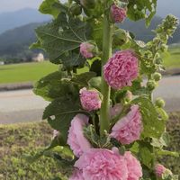 ホリホック,タチアオイ,アルセア,家庭菜園,庭の画像