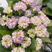 プリムラ,プリムラ,プリムラ,プリムラ　ジュリアン,プリムラオブコニカの画像