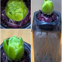 雪割草,ヒヤシンス 水耕栽培,ミルコメディア　ベッカリー,ヒアシスターズの画像