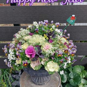 ビオラ,葉牡丹(はぼたん),ギャザリング,チーム愛知の画像