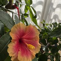 パキラ,ヒヤシンス 水耕栽培,ハイビスカス ミセスユミ,お正月の生け花,お正月の画像