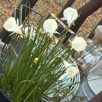 スイセン,シレネ・ユニフローラ,古道具,ガーデン雑貨,シャビーの画像