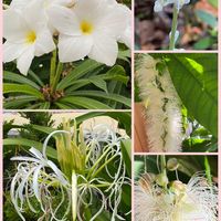 サガリバナ,キュンキュン乙女倶楽部,妄想倶楽部,ホワイトスタートの画像