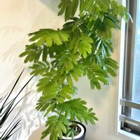 エバーフレッシュ,熱帯植物,ジャングル,あけましておめでとう！,癒しの空間の画像