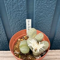 リトープス,リトープス,多肉植物,メセン,多肉植物のある暮らしの画像