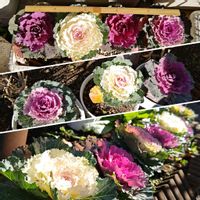 ハボタン,葉牡丹,種まきっ子,種から,種まきの画像