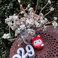 イカリソウ,シダ,だるま秀麗,プリムラマラコイデス　ウィンティー,プリムラジュリアン マスカットのジュレの画像