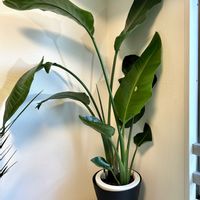 ストレリチア,ストレリチア オーガスタ,オーガスタ,熱帯植物,ジャングルの画像