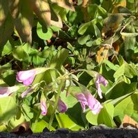 ムラサキカタバミの画像