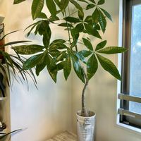 パキラ,熱帯植物,ジャングル,あけましておめでとう！,癒しの空間の画像