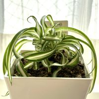 オリヅルラン,オリヅルラン ボニー,観葉植物,PR,三ツ星品質モニターの画像