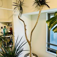 ドラセナ,ドラセナ・コンシンネ,熱帯植物,ジャングル,あけましておめでとう！の画像