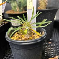 パキポディウム・グラキリス,パキポ,パキポ ディウムの画像