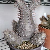 パキポディウム・グラキリス,パキポディウム・ホロンベンセ,ホロキリス,パキポディウム属の画像