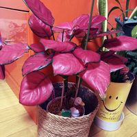 アグラオネマ,アズキのアグラオネマの画像