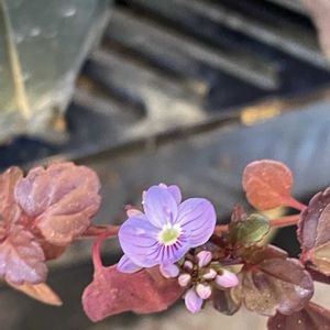 ベロニカ・マダムマルシア,ベロニカ・マダムマルシア,自作鉢,セメント鉢,咲き始めの画像