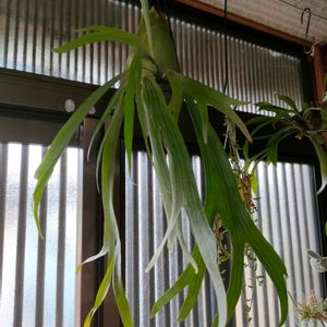 プリムラ　ジュリアン,ガーデニング,花のある暮らし, コウモリラン ,今日のお花の画像