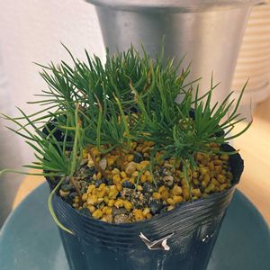 三河黒松,盆栽,観葉植物,楽しみ〜,リビング・ダイニングの画像