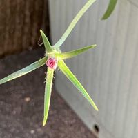 アグロステンマ,むぎせんのう,アグロステンマ　むぎせんのう,いいねをありがとうございます¨̮♡︎,庭の画像