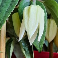 こころ,こころ,桃美人,桃美人,月花美人の画像