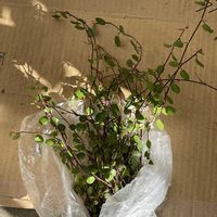 ワイヤープランツ,iPhone撮影,犬とお散歩,晴天,朝の散歩道の画像