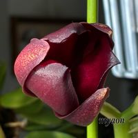 スミレ,蘭、らん、ラン,洋蘭♪,Cycd.Taiwan Black Pearl Red,Cycd.Taiwan Black Pearl Redの画像