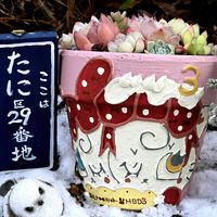 タマシダ,るるがくはんどめいどさんの鉢,るるがくはんどめいどさんの鉢,ayamekaさんだるま鉢,ayamekaさんだるま鉢の画像