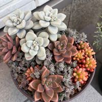 オーロラ,だるま秀麗,レモータ, ブロンズ姫,寄せ植えの画像