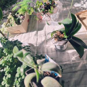 ヒアシンス,胡蝶蘭,アロマティカス,月兎耳,アスパラガスの画像