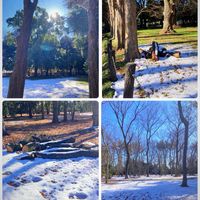 カシス,残雪の峰,残雪❄️,花のある暮らし,GSに感謝。の画像