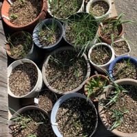 クロッカス,スイセン,スノードロップ,チューリップ,ムスカリの画像