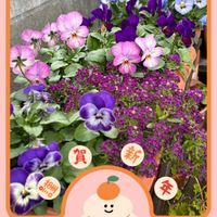 ストック,ポーチュラカ,ガーデンシクラメン,ビオラ,プリムラ　ジュリアンの画像