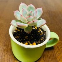 ラベンダー,チロリアン ランプ,多肉植物,ガーデニング,お気に入り♡の画像