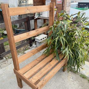 多肉植物,ガーデニング, ビカクシダの画像