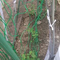 スナップエンドウ,空豆,家庭菜園の画像