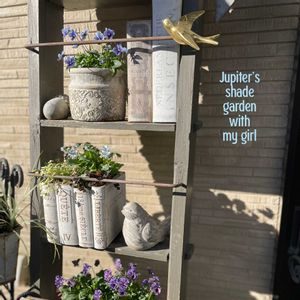 パンジー・ビオラ,マイガール,ビオラ　マイガール,寄せ植え,ナチュラルガーデンの画像